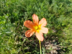 Moraea flaccida