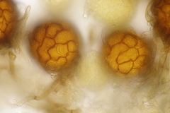 Podosphaera fuliginea