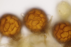 Podosphaera fuliginea