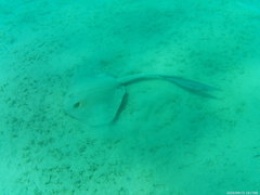 Pastinachus sephen