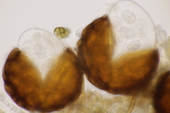 Podosphaera fuliginea