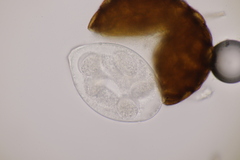 Podosphaera fuliginea