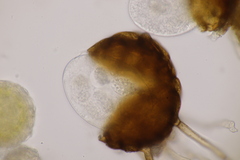 Podosphaera fuliginea