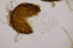 Podosphaera fuliginea