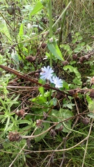 Cichorium