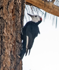 Dryobates albolarvatus