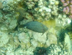 Cantherhines pardalis