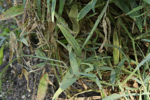 Uromyces pisi-sativi observed 2022-09-06