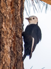Dryobates albolarvatus