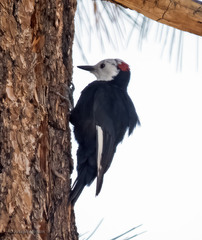 Dryobates albolarvatus