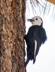 Dryobates albolarvatus
