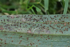 Uromyces pisi-sativi