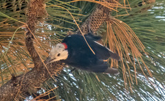 Dryobates albolarvatus