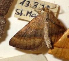 Scotopteryx chenopodiata