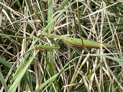 Mantis