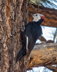 Dryobates albolarvatus