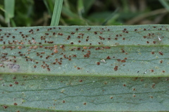 Uromyces pisi-sativi