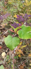 Betula platyphylla