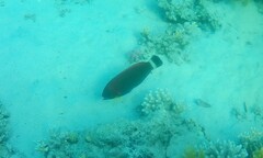 Pseudodax moluccanus