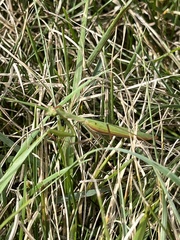 Mantis