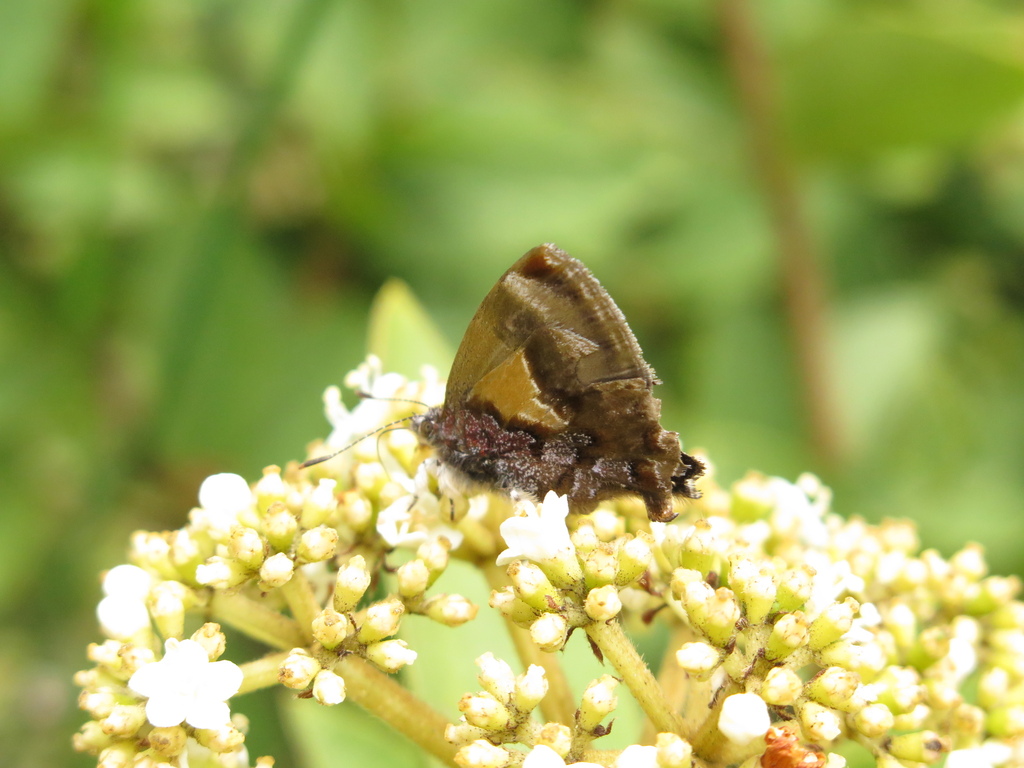 Rhamma commodus