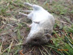 Microtus arvalis
