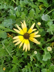 Arctotheca calendula