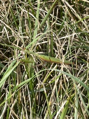 Mantis