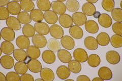 Uromyces pisi-sativi