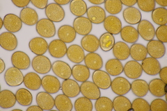 Uromyces pisi-sativi