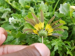 Arctotheca calendula
