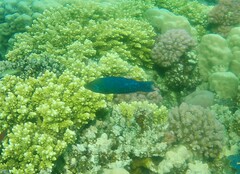 Larabicus quadrilineatus