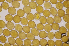 Uromyces pisi-sativi