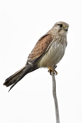 Falco cenchroides