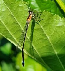 Ischnura elegans