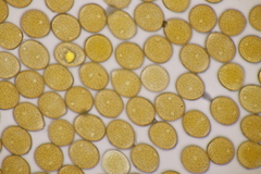 Uromyces pisi-sativi