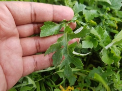 Arctotheca calendula