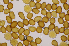 Uromyces pisi-sativi