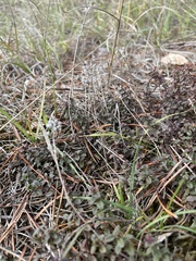 Thymus pulegioides