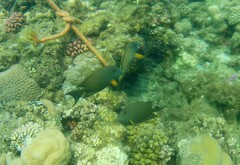 Ctenochaetus striatus