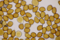 Uromyces pisi-sativi