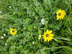 Arctotheca calendula