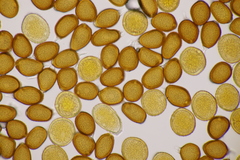 Uromyces pisi-sativi