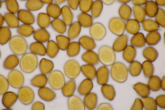 Uromyces pisi-sativi