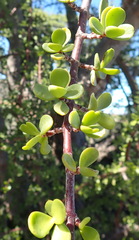 Portulacaria afra