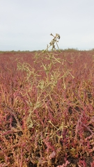 Atriplex pedunculata