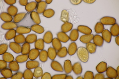 Uromyces pisi-sativi