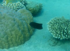 Pomacentrus trichrourus