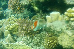 Chaetodon paucifasciatus