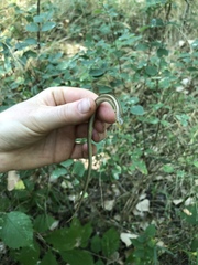 Ophisaurus attenuatus